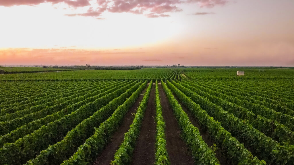 FOOD & WINE EXPERIENCE DIMENSIONE PUGLIA